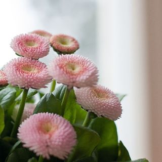 Na obrázku může být: rostlina, květina, příroda a venku